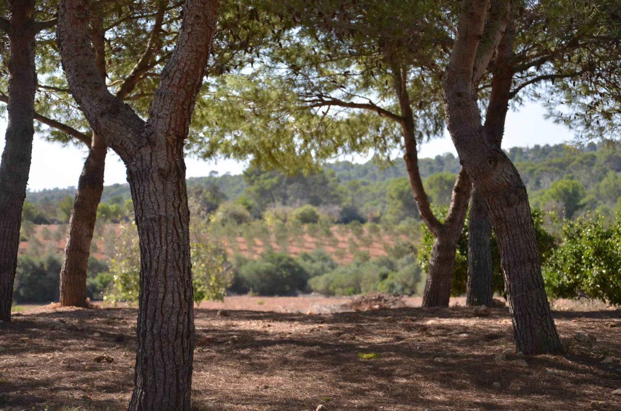 Finca Son Blat Porto Cristo Buitenkant foto